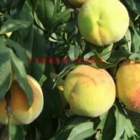 中國黃桃之鄉(xiāng)供應(yīng)黃桃樹苗