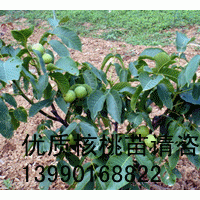 良種核桃苗供應(yīng)/良種核桃苗批發(fā)/良種核桃苗廠家