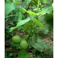 嫁接核桃苗，蘋(píng)果苗，桃樹(shù)苗，山楂樹(shù)苗