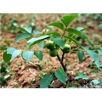 薄皮核桃苗，紙皮核桃苗，早實核桃苗