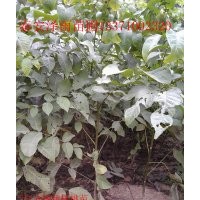 8518核桃苗哪里最便宜，江蘇核桃苗多少錢一棵