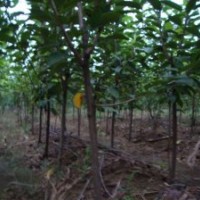 供應(yīng)大櫻桃，尋求合作伙伴