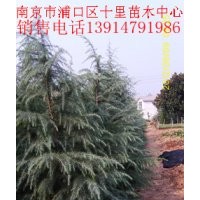 雪松江蘇雪松苗木