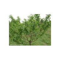 優(yōu)質山桃樹/山桃苗/山桃苗圖片/山西運城