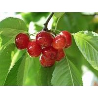 供應(yīng)1-10公分 蘋果樹 山楂樹 桃樹 櫻桃樹