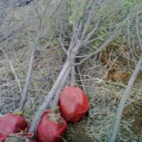 果樹苗，蘋果樹，核桃苗，山楂苗，桃樹苗，梨樹苗，棗樹苗