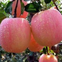 供應(yīng)蘋果苗，紅富士蘋果苗，蘋果苗，長短枝蘋果苗，紅富士蘋果苗