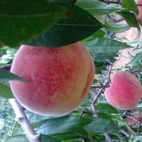 桃樹苗,晚熟,果個大,耐儲存