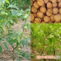 核桃苗/核桃苗價格/優(yōu)質(zhì)核桃苗/山西核桃