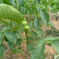 優(yōu)質(zhì)核桃苗|核桃苗價(jià)格|核桃小苗價(jià)格|核桃苗種植基地