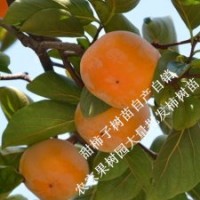 庭院地栽果樹苗甜柿小苗甜柿子樹苗包成活移植