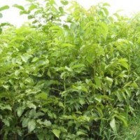供品種核桃苗 2年生香玲核桃苗，遼核核桃苗（急出圃）