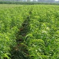 供應(yīng)桃苗 燕紅桃苗