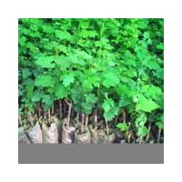 供應(yīng)昌黎營養(yǎng)袋酒葡萄苗