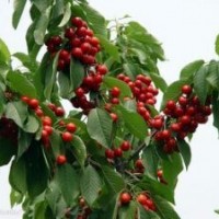 櫻桃樹、山楂樹、柿子樹、梨樹、棗樹、香椿樹、臭椿樹