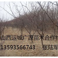 出售2-3公分山桃樹、山杏樹貨源充足價格優(yōu)惠