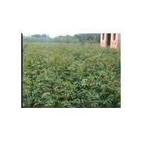 花椒苗價格-山西花椒苗批基地發(fā)價格