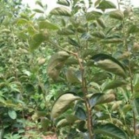 鈣果苗鈣果苗鈣果苗