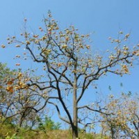 柿子樹柿子苗廉價提供