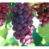 低價(jià)供應(yīng)葡萄苗