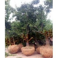 供應(yīng)20公分老山楂樹、20公分大山楂樹、20公分山楂樹價格