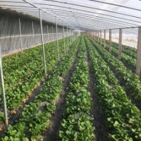 草莓苗供應(yīng)批發(fā)、草莓苗價(jià)格資料
