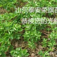 浙江草莓苗 浙江草莓苗價(jià)格