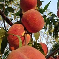 桃樹苗價(jià)格