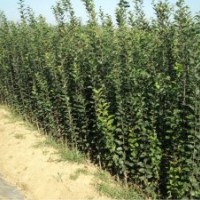 常年供應(yīng)煙臺棲霞各年份蘋果苗,蘋果樹