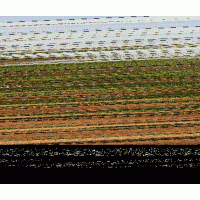 櫻桃樹苗批發(fā)|櫻桃樹苗品種|櫻桃樹苗種植技術(shù)