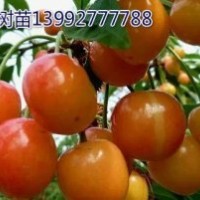 河南櫻桃苗,陜西櫻桃苗,大櫻桃樹苗