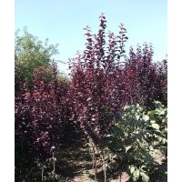 供應紫葉李2-3公分紫葉李4-5公分紫葉李價格