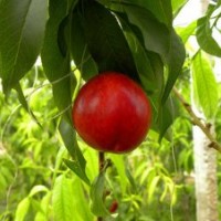 油桃苗批發(fā)|油桃苗價格