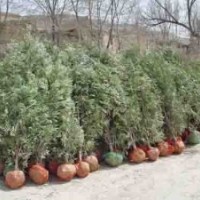 文冠果苗 元寶槭苗 紫 葉李 紫葉矮櫻 紅葉碧桃