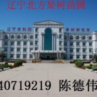 南國梨苗2元一株