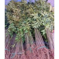 泰山紅油香椿苗 大棚種植 高產(chǎn)當(dāng)年收回成本 保成活 正宗品質(zhì)