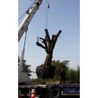 棗樹(shù)苗哪家好河北棗豐棗樹(shù)苗