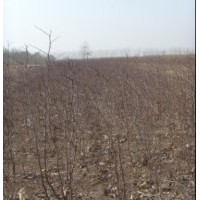 中國(guó)棗苗看滄州棗苗就選棗豐棗樹(shù)苗
