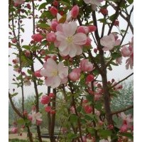 供：北美海棠、王族海棠、西府海棠、東紅海棠