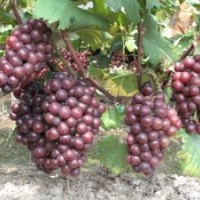 供應(yīng)夏黑葡萄苗
