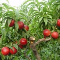 供桃樹苗、夏之夢(mèng)桃苗、春雪桃苗、突圍桃苗