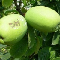 廠家直銷(xiāo)-山東臨沂興峰苗木，最新苗木供應(yīng)信息。