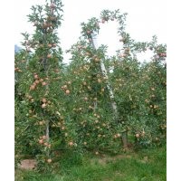 圖(矮化蘋(píng)果苗，脫毒矮化蘋(píng)果苗，柱狀蘋(píng)果苗，柱狀蘋(píng)果苗管理技