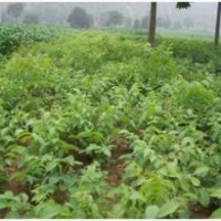 出售核桃苗、實(shí)生苗，嫁接核桃苗圃 河北贊皇綠源核桃苗木基地