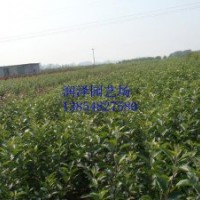 供應蘋果樹小苗