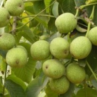 優(yōu)質(zhì)香菱核桃苗火熱預(yù)訂中