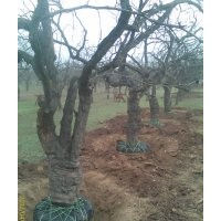 出售棗樹(shù)