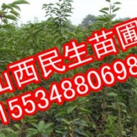 核桃苗 蘋果苗 山楂苗 棗樹苗 梨樹苗 李子苗 櫻桃苗