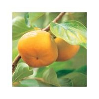 山西運(yùn)城供應(yīng)柿樹苗