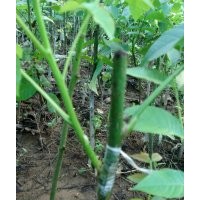 供應(yīng)核桃苗 桃樹苗 櫻桃苗 花椒苗